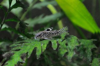Gastrodermus pauciradiatus