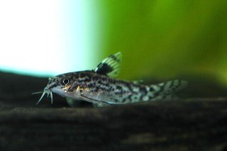 Gastrodermus pauciradiatus