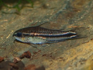 Gastrodermus pygmaeus
