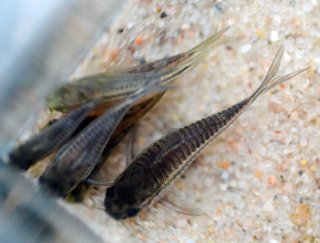 Gastrodermus pygmaeus