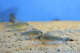 Gastrodermus sp. (C041)