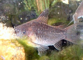Gastrodermus sp. (C041)