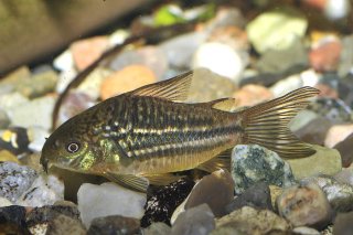 Gastrodermus sp. (C088)
