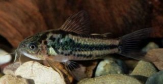Gastrodermus sp. (C089)