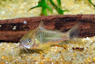 Gastrodermus sp. (C089)