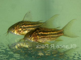 Gastrodermus sp. (C126)