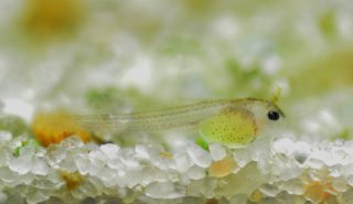 Gastrodermus sp. (C126)