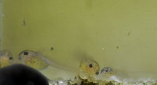 Gastrodermus sp. (C126)