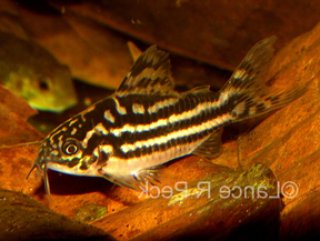 Gastrodermus sp. (C126)