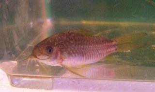 Gastrodermus sp. (C126)