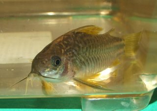 Gastrodermus sp. (C126)