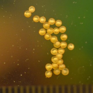 Gastrodermus sp. (C126)