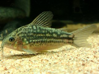 Gastrodermus sp. (C132)