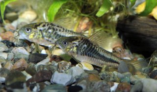 Gastrodermus sp. (Cw019)