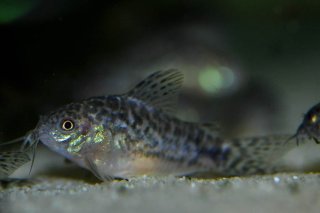 Gastrodermus sp. (Cw022)