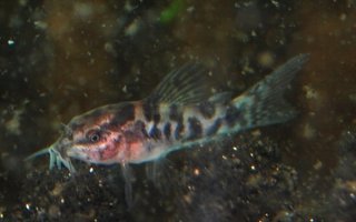 Gastrodermus sp. (Cw022)