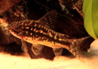 Gastrodermus sp. (Cw022)