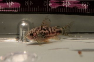 Gastrodermus sp. (Cw022)