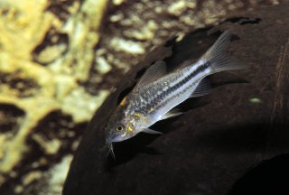 Gastrodermus sp. (Cw029)