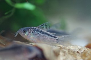 Gastrodermus sp. (Cw064)