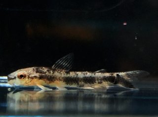 Gastrodermus sp. (Cw153)