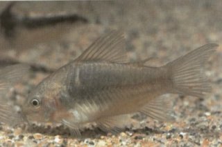 Gastrodermus undulatus