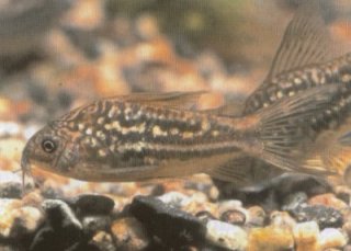 Gastrodermus undulatus