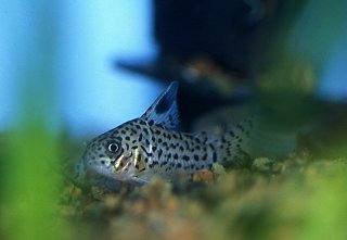 Hoplisoma acrense
