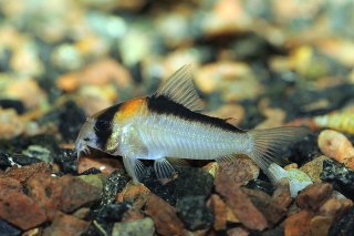 Hoplisoma adolfoi