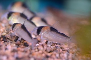 Hoplisoma adolfoi