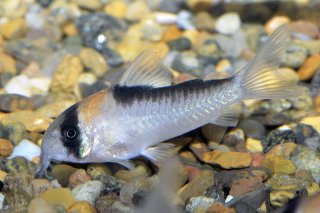 Hoplisoma adolfoi