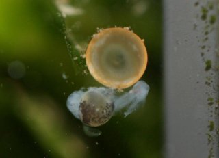 Hoplisoma adolfoi