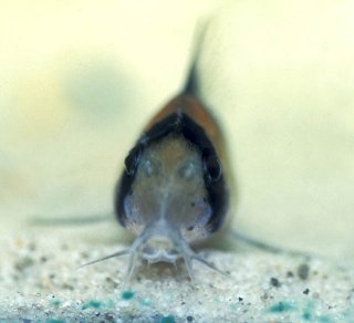 Hoplisoma adolfoi
