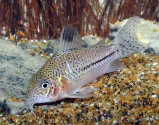 Hoplisoma aff. trilineatum