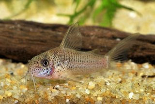 Hoplisoma albolineatum