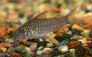 Hoplisoma albolineatum