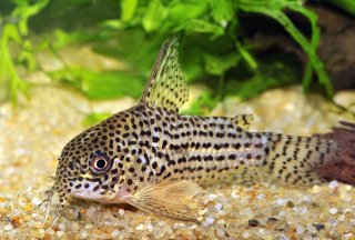 Hoplisoma araguaiaense