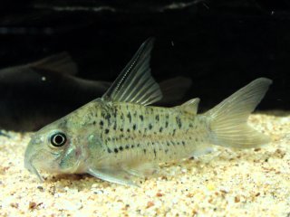 Hoplisoma armatum