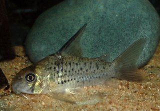 Hoplisoma armatum