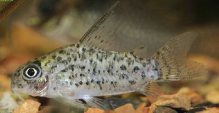 Hoplisoma armatum