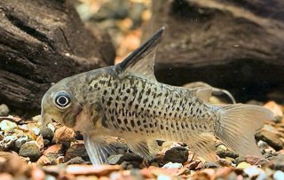 Hoplisoma armatum