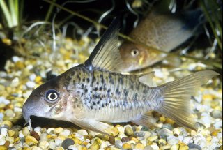 Hoplisoma armatum