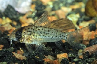 Hoplisoma atropersonatum