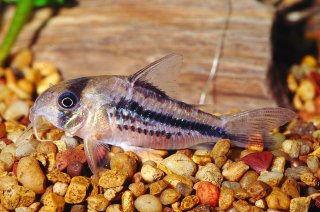 Hoplisoma axelrodi