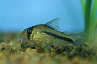 Hoplisoma axelrodi