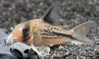 Hoplisoma axelrodi