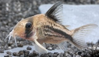 Hoplisoma axelrodi