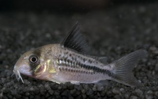 Hoplisoma axelrodi