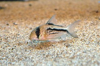 Hoplisoma axelrodi