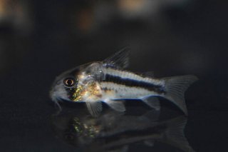 Hoplisoma axelrodi